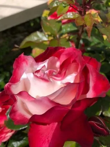Bed & Breakfast Villa Fleurette Saint-Malo